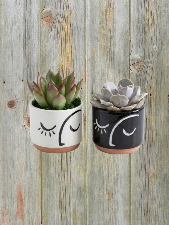 2.5" FACES OF NATURE SUCCULENT PLANT COMBO